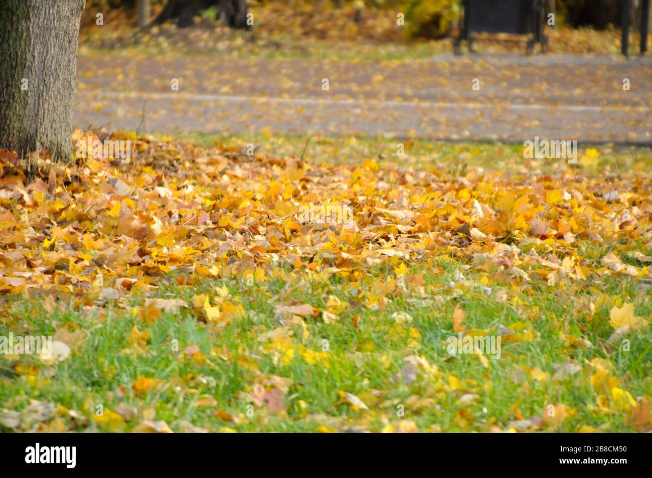 Bright yellow and orange fallen autumn leaves on the ground. Stock Photo