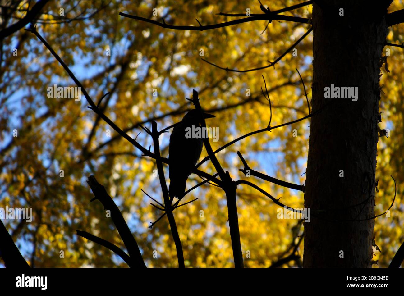 Silhouette of a crow sitting on a tree branch with sky and bright autumn leaves in the background. Stock Photo