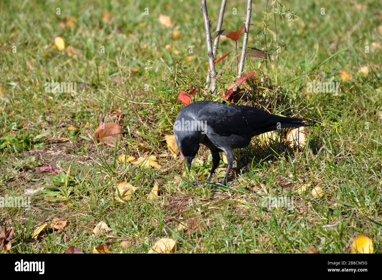 A jackdaw looks for food in grass. Closeup. Autumn. Stock Photo