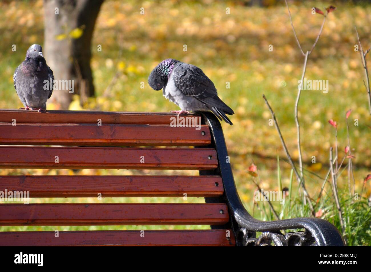 A couple of pigeons sitting on the back of a bench in the autumn morning. One of them is preening its feathers. Stock Photo