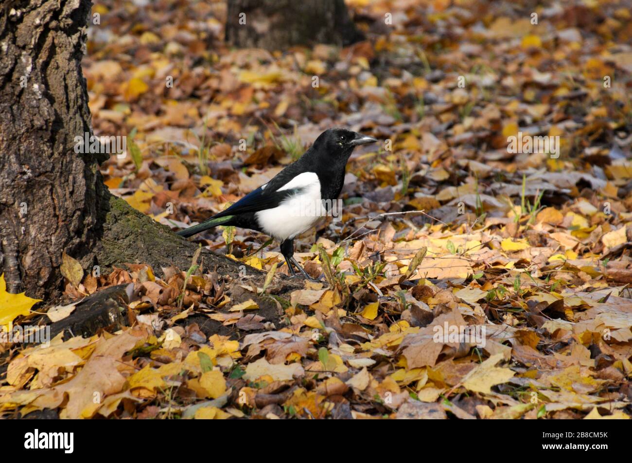 Magpie walks on fallen autumn foliage in the forest. Stock Photo