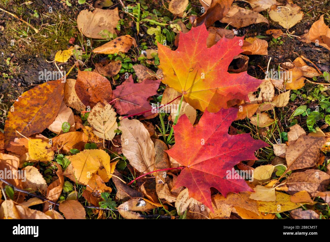 Two colorful maple leaves lying on the ground surrounded by fallen foliage and grass. Stock Photo
