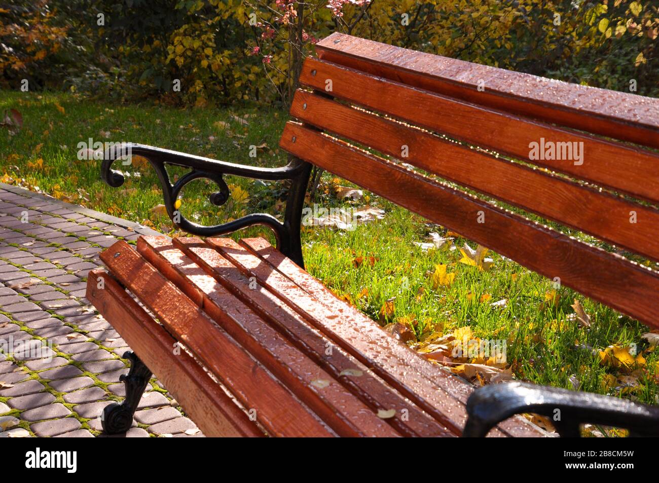 Bench in park after the rain with water drops and some leaves on seat and background with grass and fallen leaves.  October morning. Stock Photo