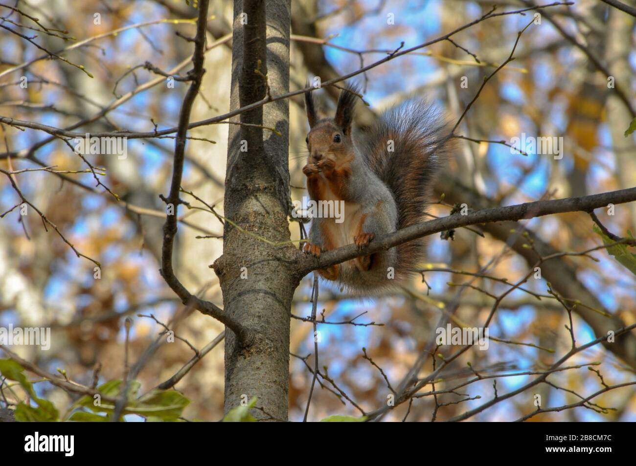 Cute squirrel with fluffy tail sits on a tree branch and eats something. Stock Photo