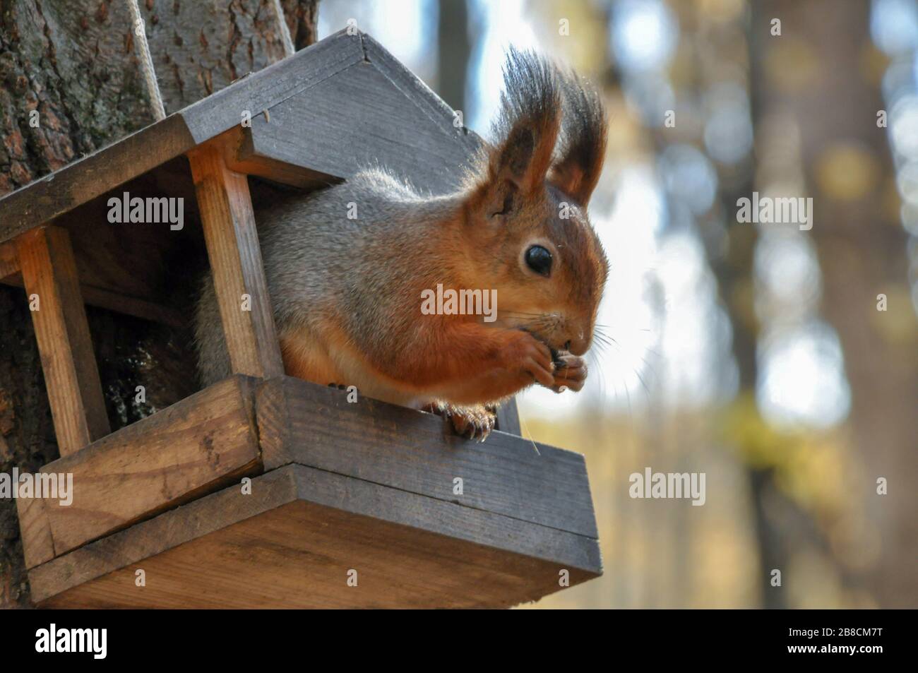 Cute sqiurrel is eating something from feeder in park. Closeup. Stock Photo