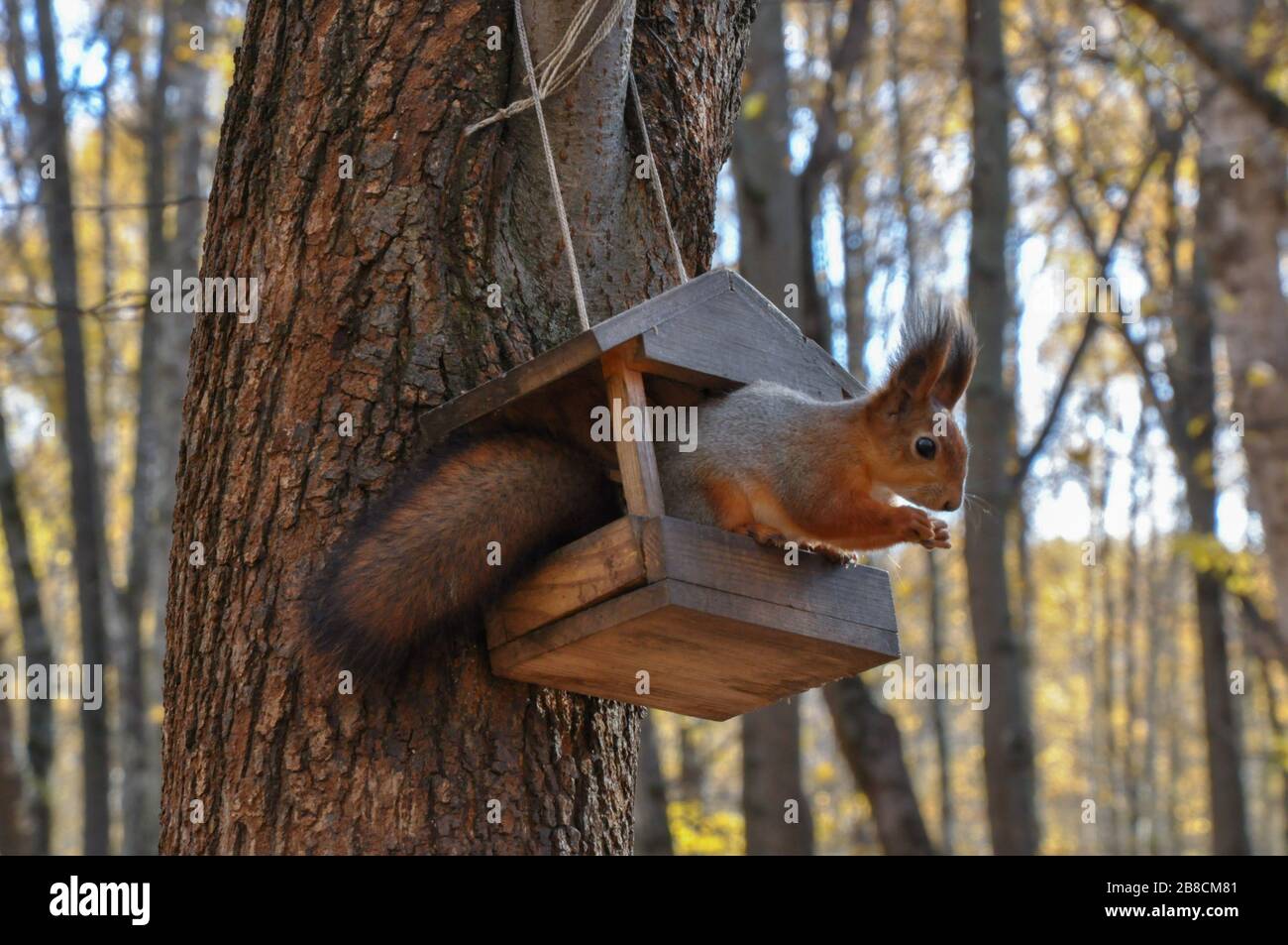 Cute fluffy squirrel sits in the bird feeder and eat something. Stock Photo