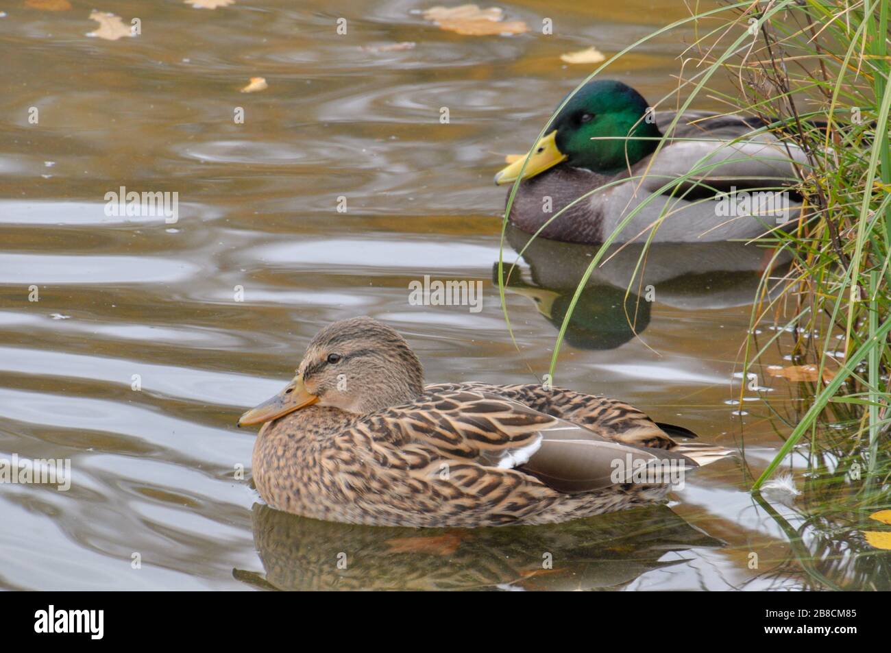 Closeup of couple of mallard ducks in the pond Stock Photo
