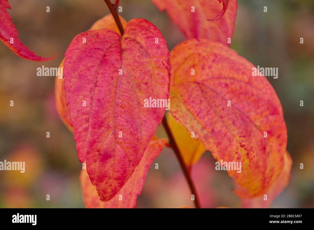 Closeup of bright red autumn plant's leaves. Stock Photo