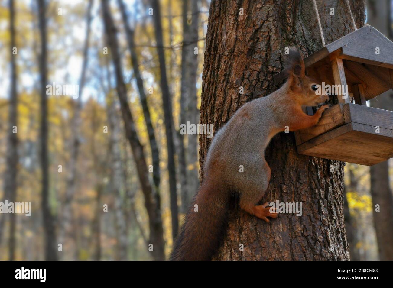 Cute sqiurrel is eating something from feeder in park. Closeup. Stock Photo