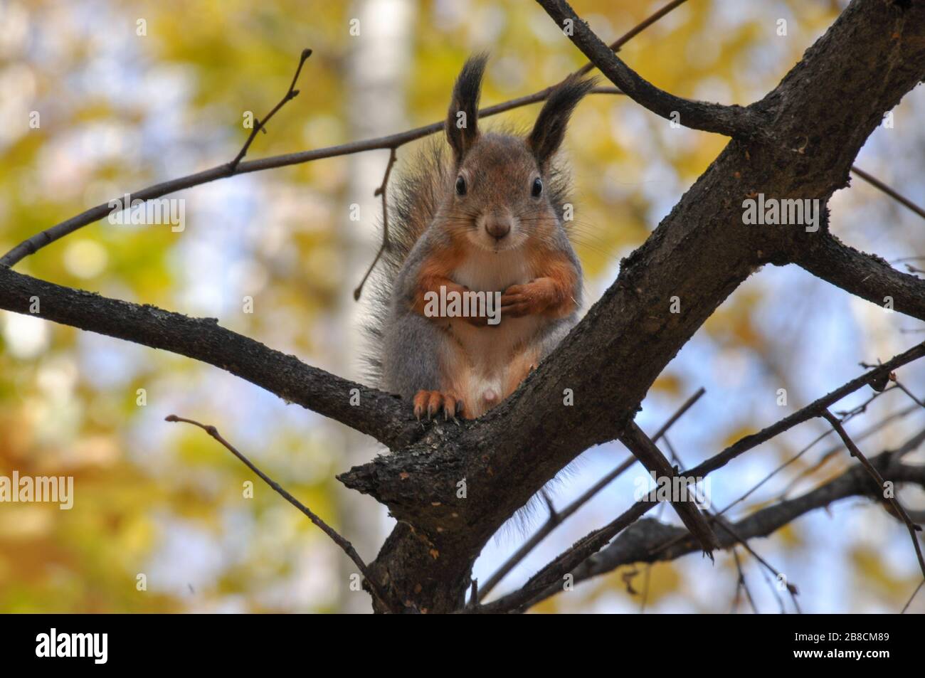 Cute squirrel sits on a tree branch with paws on the chest. Stock Photo