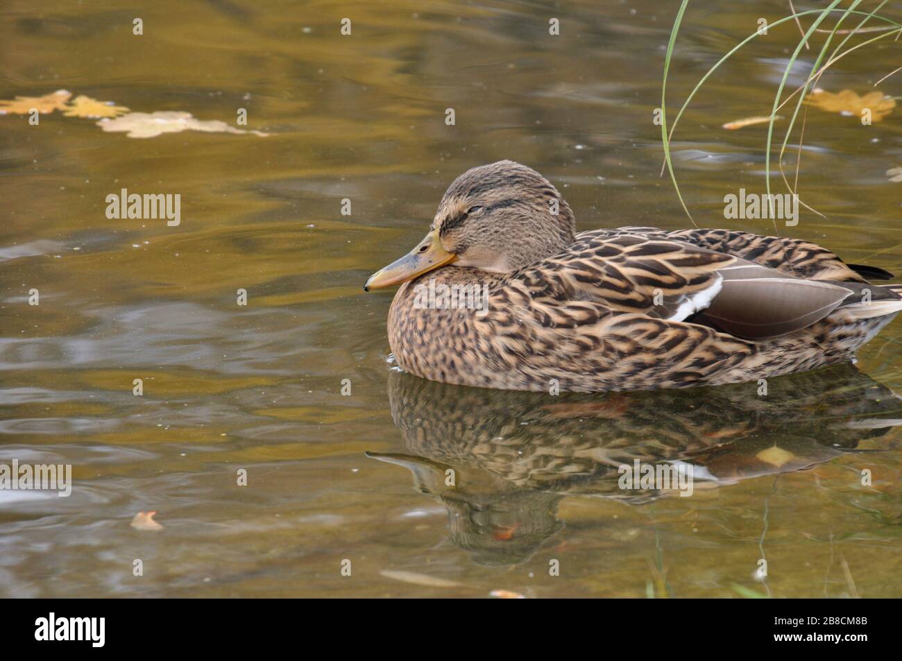 Close-up of mallard duck which is sleeping in the water. Stock Photo