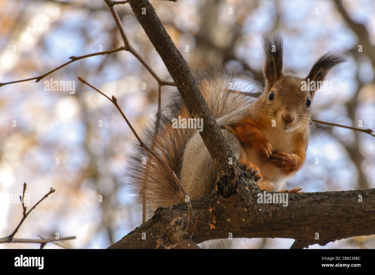 Cute squirrel sits on a tree branch with paws on the chest. Stock Photo