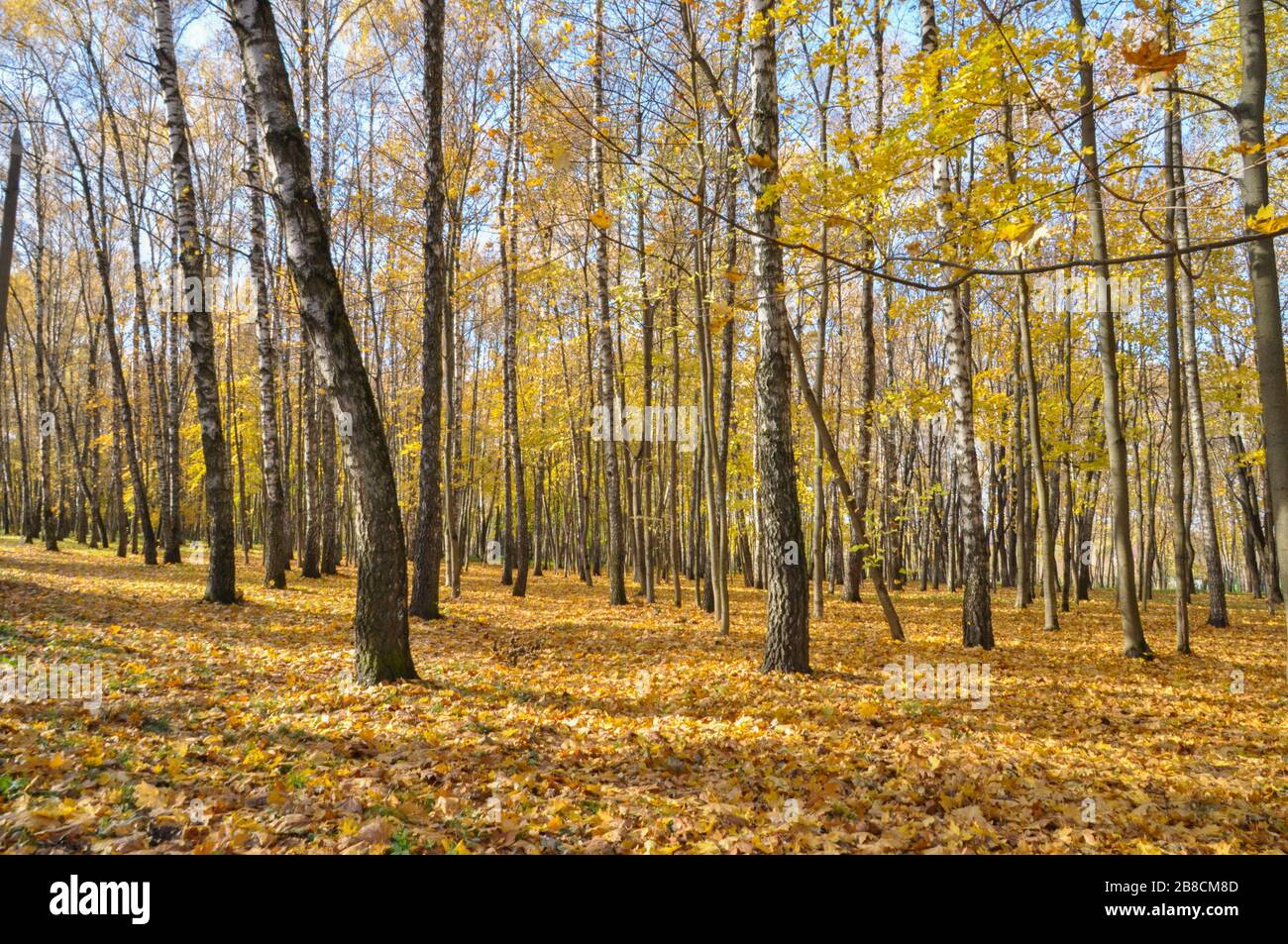 Beautiful autumn forest with fallen leaves on the ground and golden foliage on trees. Stock Photo