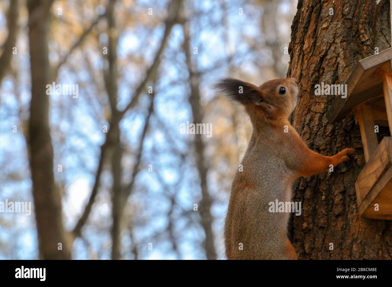 Cute furry squirrel climbes up tree in park. Stock Photo