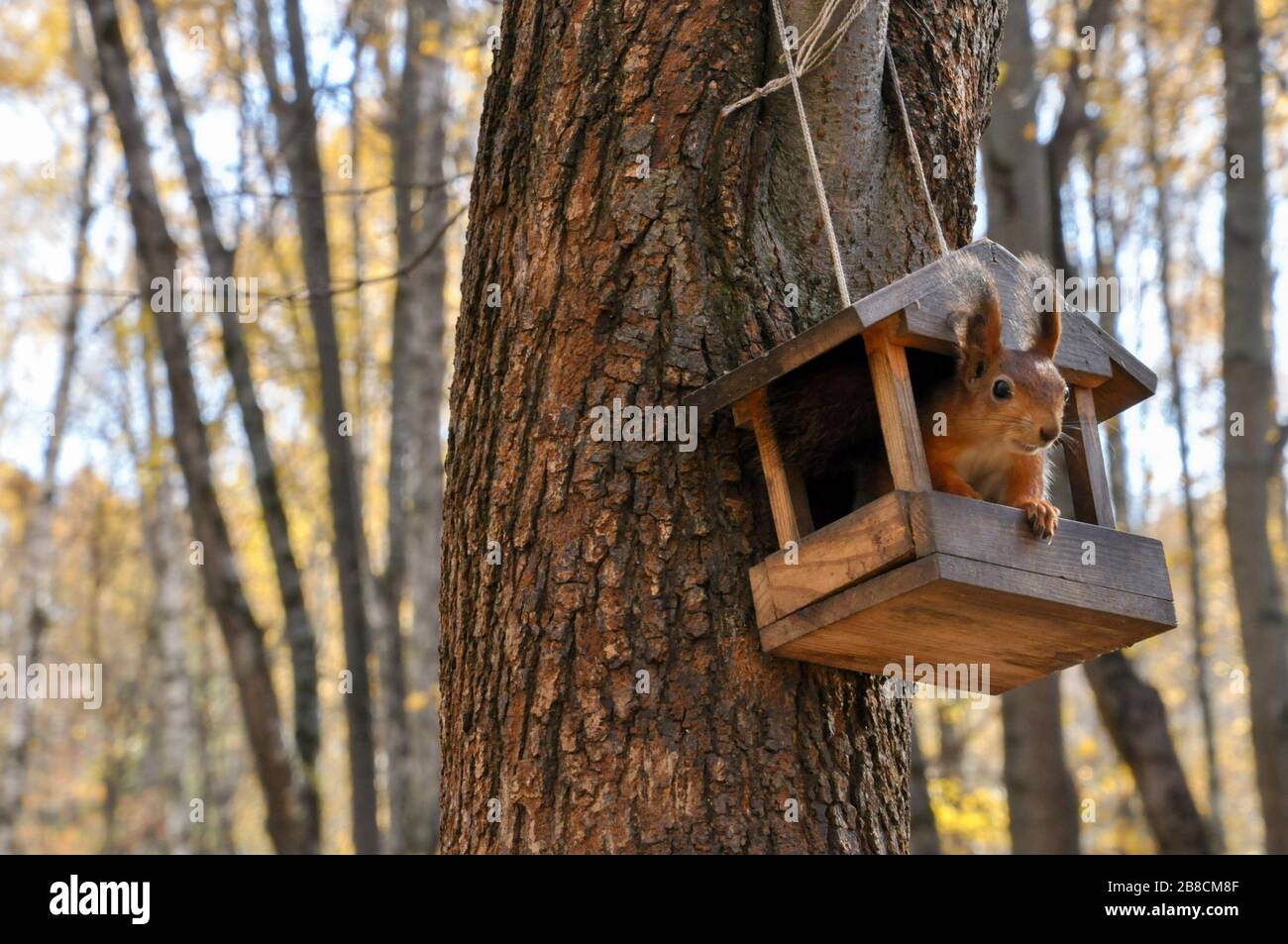 Pretty squirrel is looking out from bird feeder house. Stock Photo