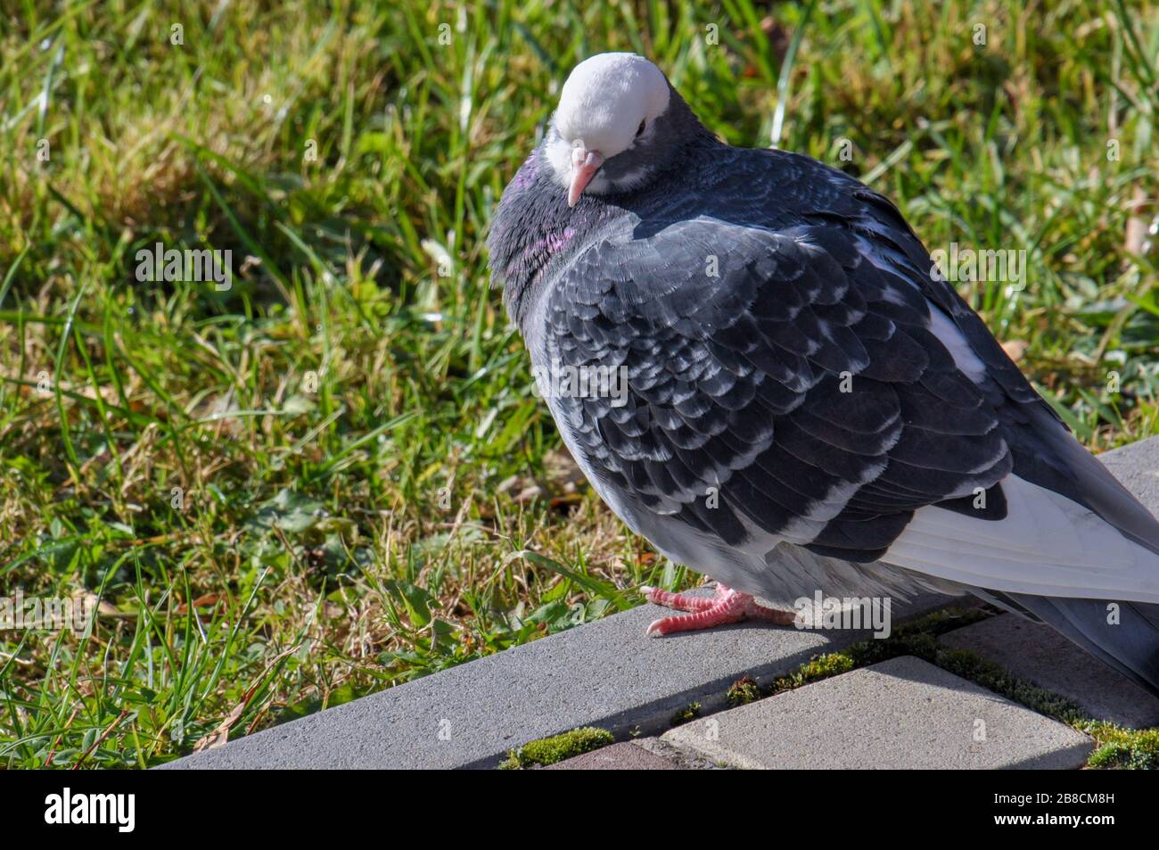 Portrait of a pigeon in park. Stock Photo