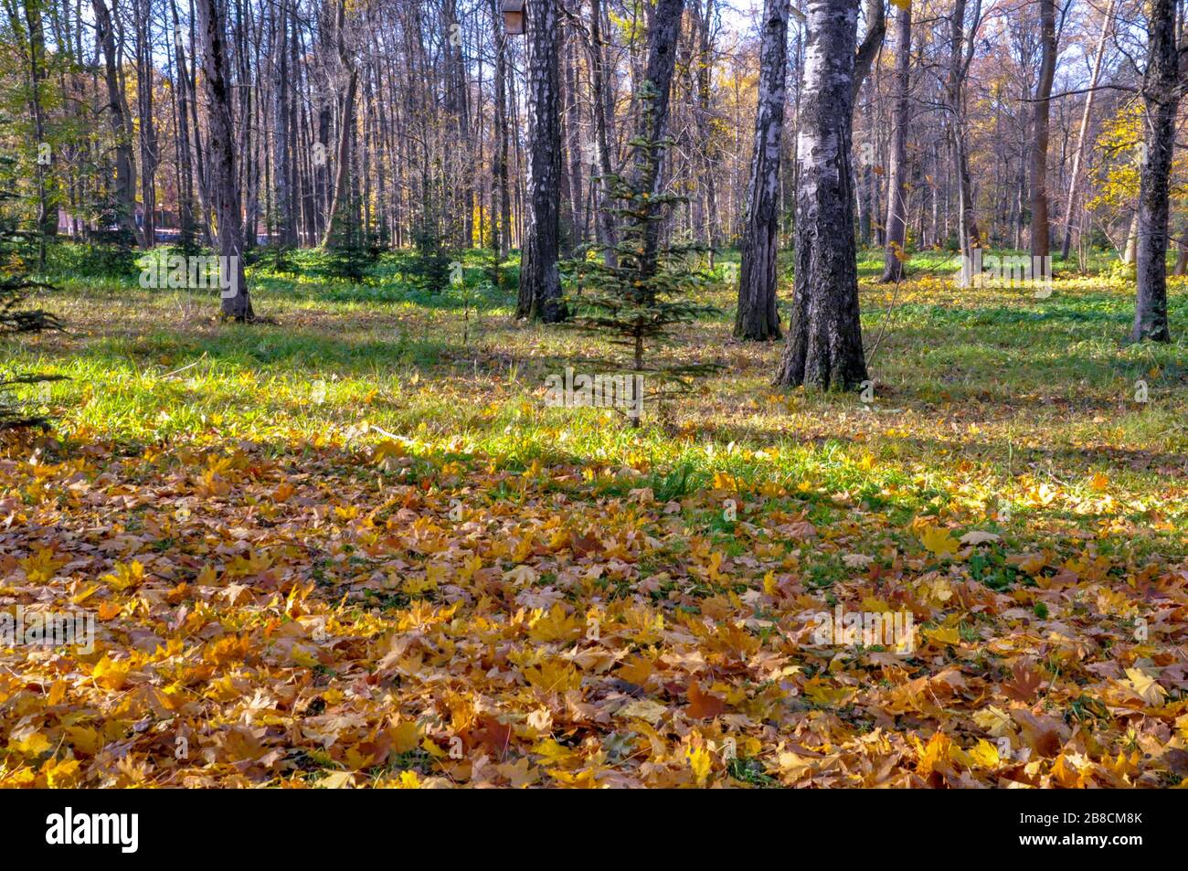 Autumn in park. Fallen colorful leaves on the ground, green grass and little growing spruce in the middle. Stock Photo