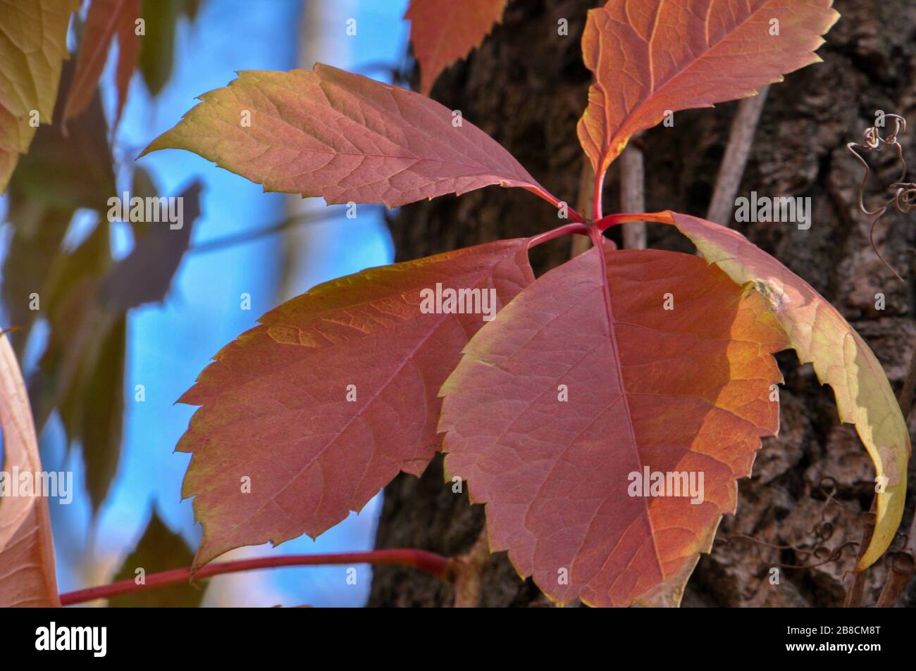 Colorful autumn leaves on tree closeup Stock Photo