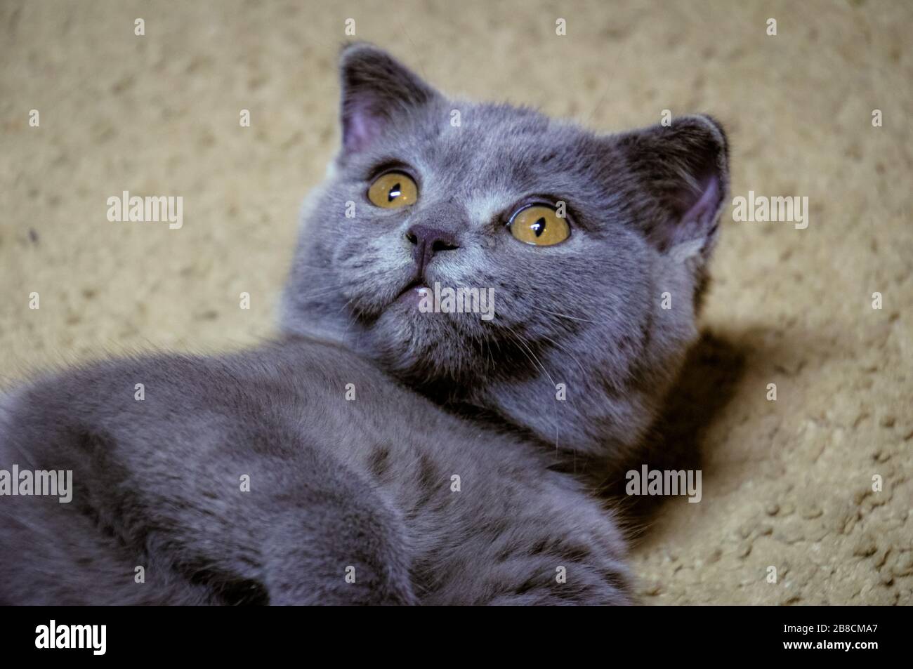 Close-up of cute funny scottish fold 3 month old kitten. Stock Photo
