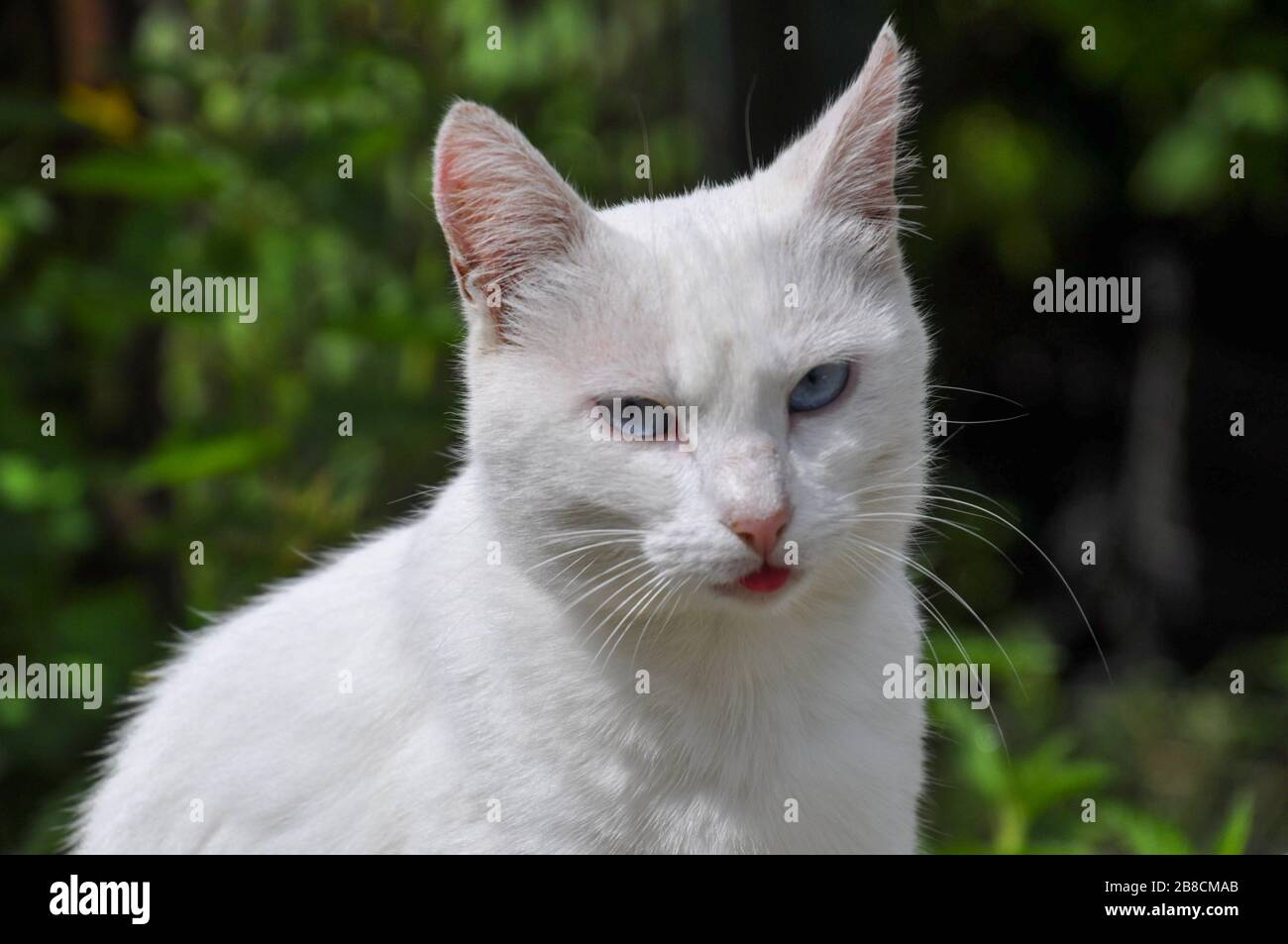 Portrait of a white cat which is sticking tongue out. Stock Photo