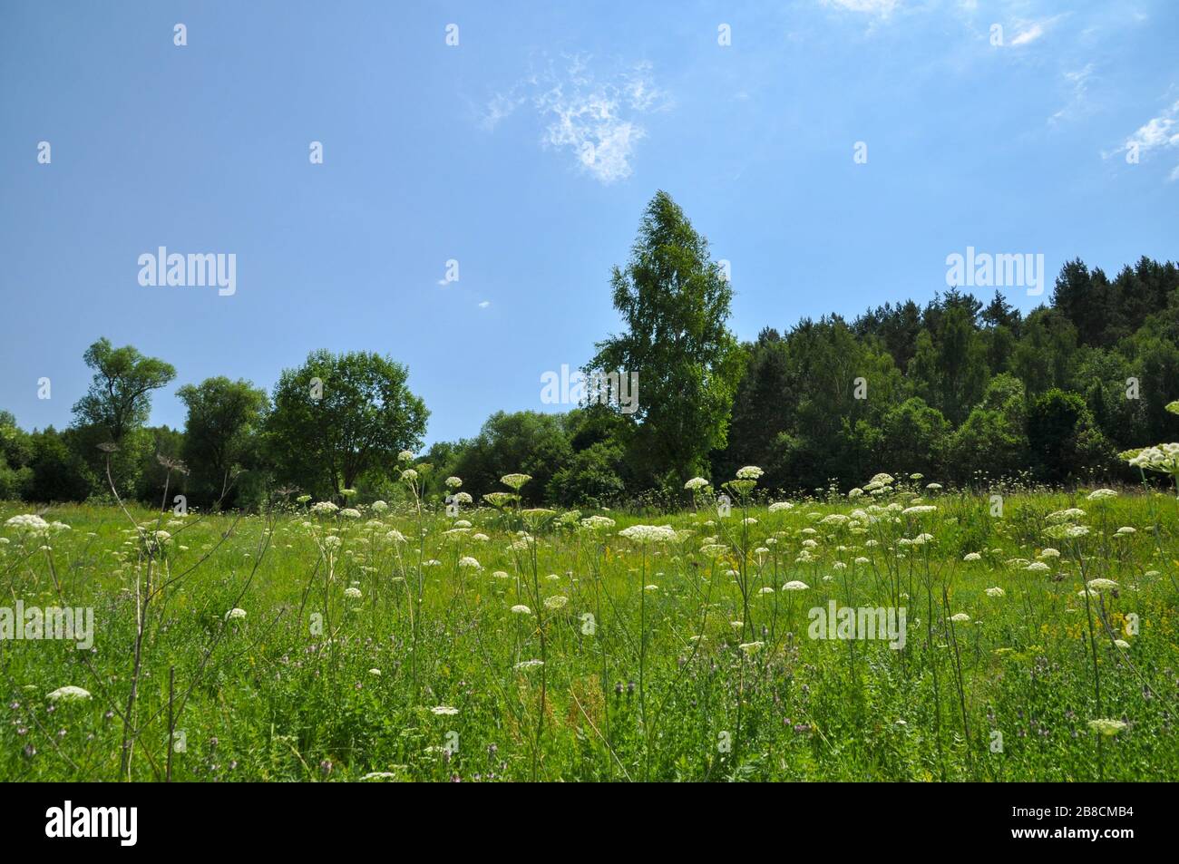 Pastoral summer landscape with meadow flowers in the foreground, forest in the background and blue sky. Stock Photo