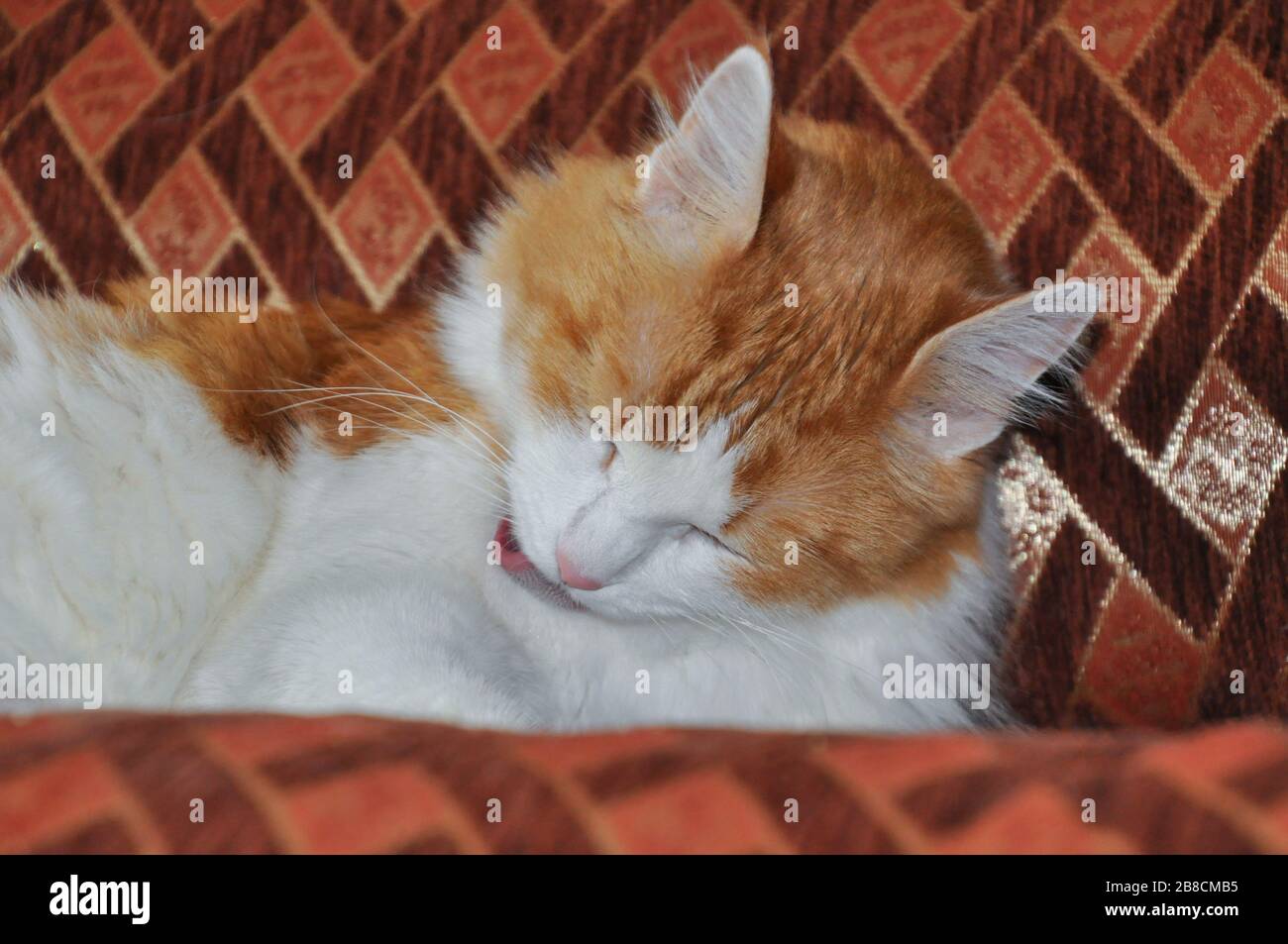 Fluffy domestic cat is licking her hair Stock Photo