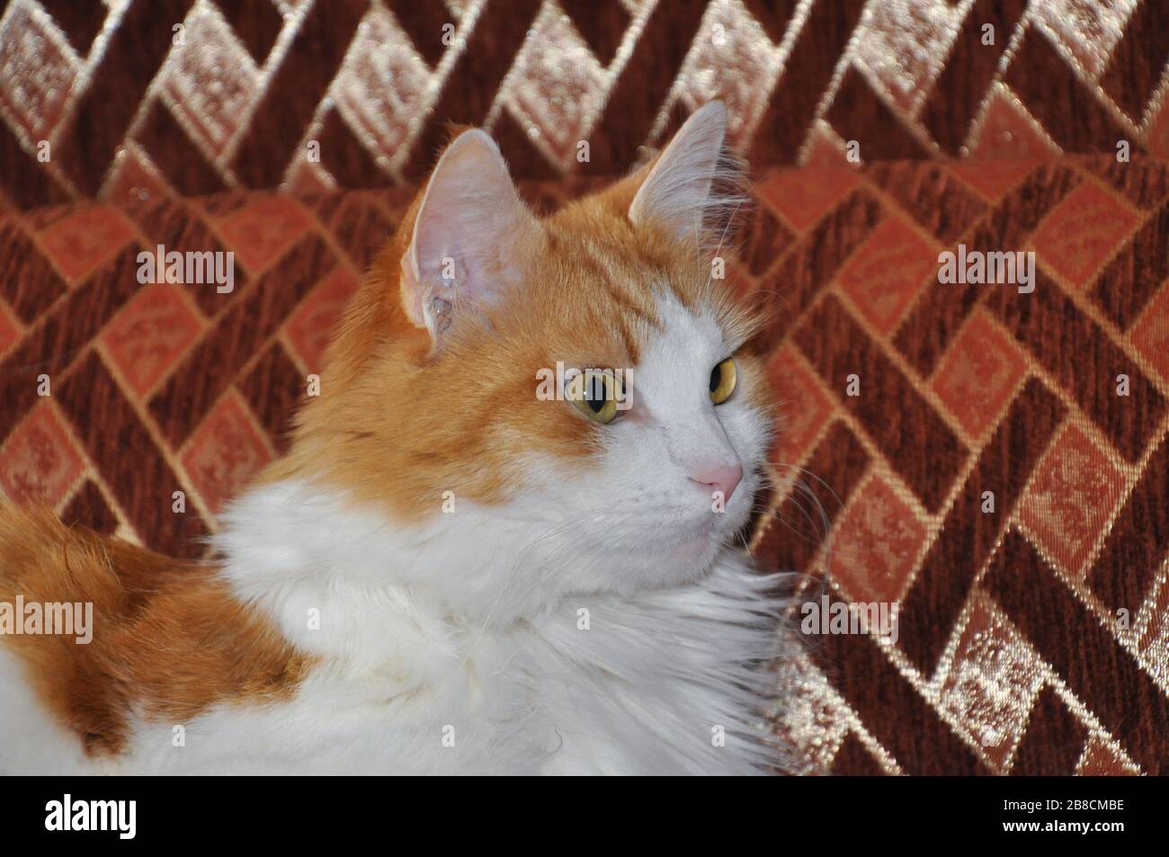 A portrait of cute fluffy surprised domestic cat Stock Photo