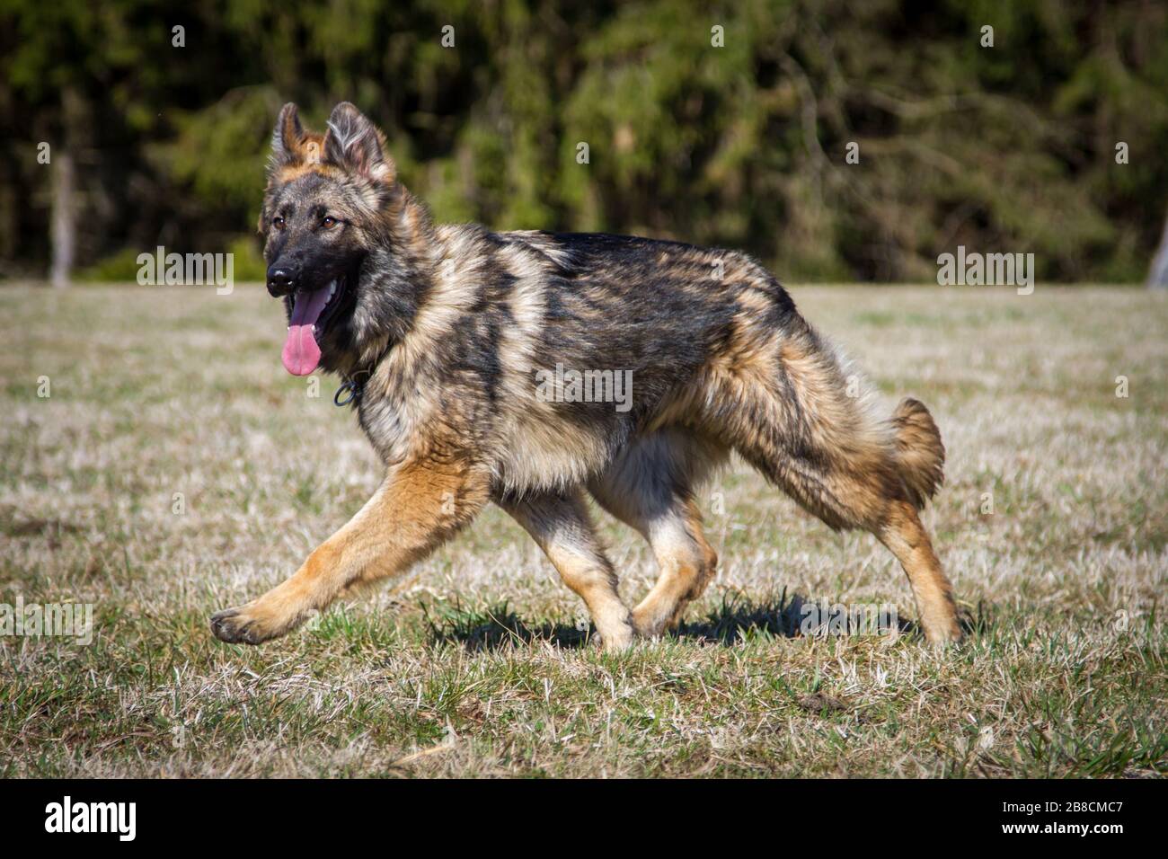 german shepherd hairy