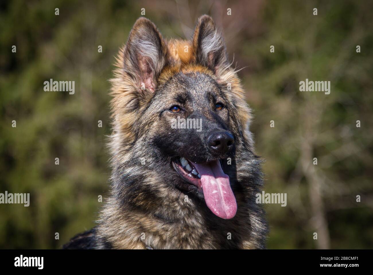 dark long haired german shepherd