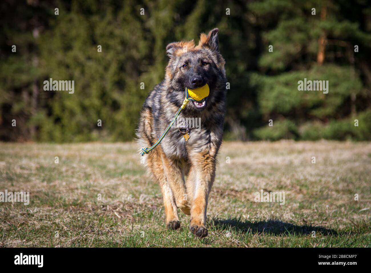German shepherd dog ball hi-res stock photography and images - Alamy
