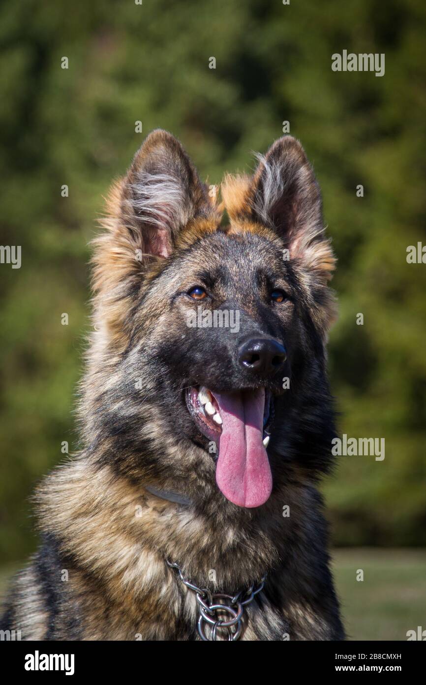Portrait of a long-haired German Shepherd Dog (Alsatian Dog Stock Photo ...