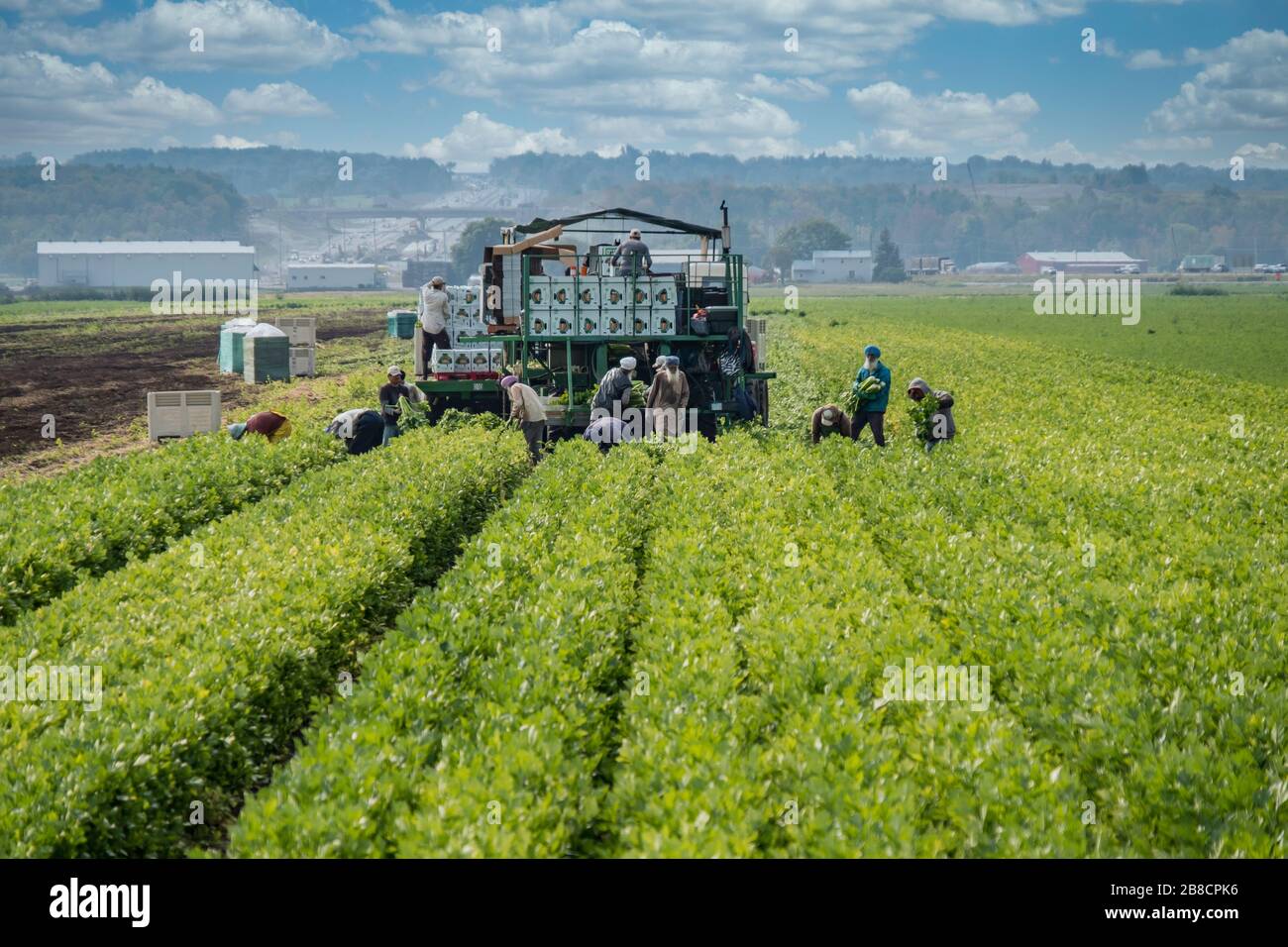 Commercial vegetable farming at Holland Marsh, near Bradford in Ontario