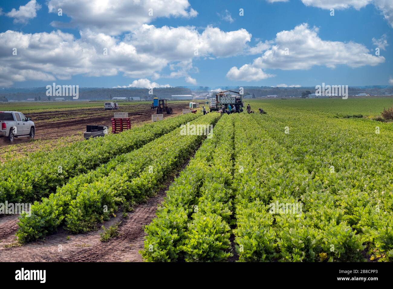 Commercial vegetable farming at Holland Marsh, near Bradford in Ontario
