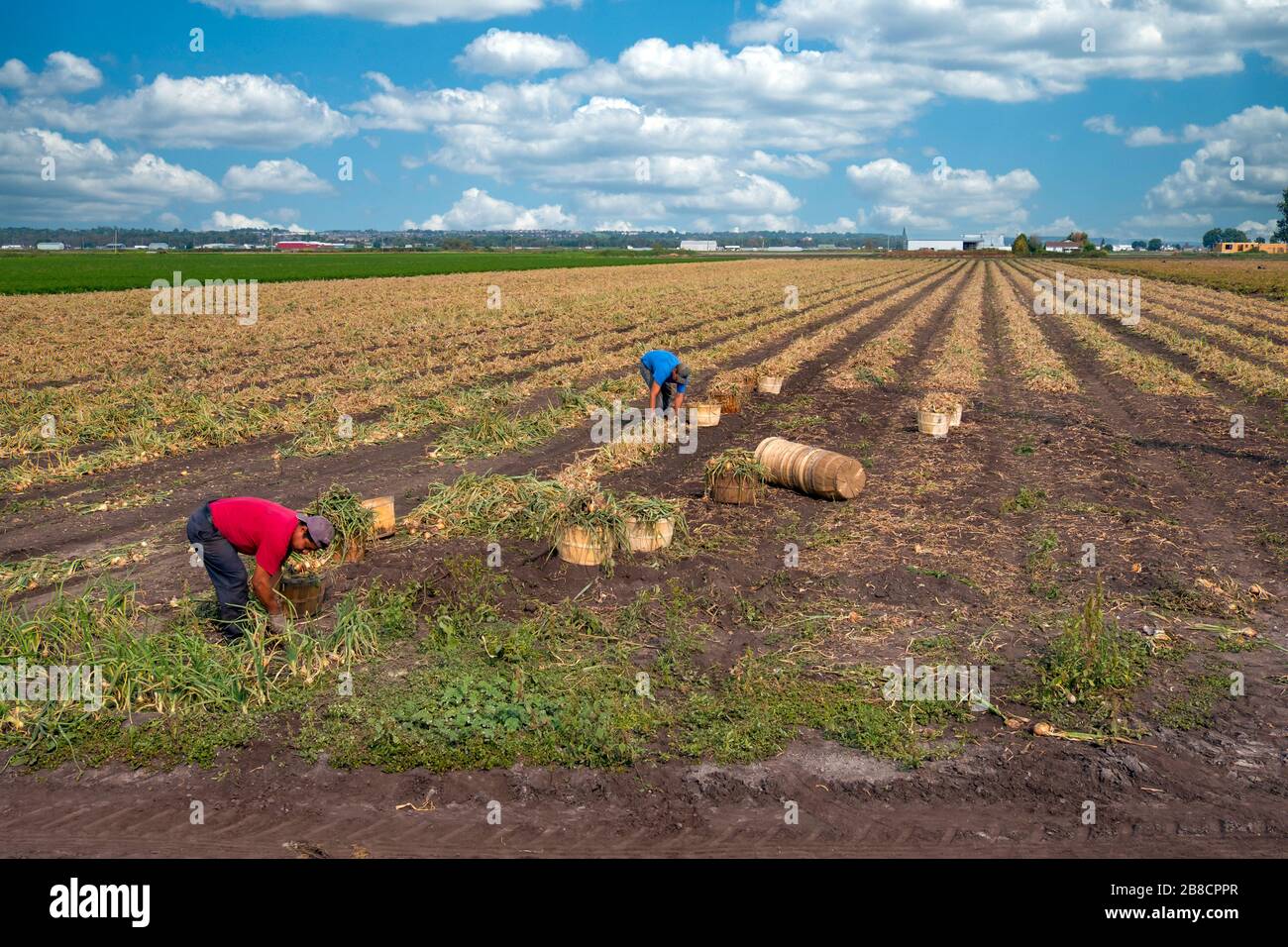 Commercial vegetable farming at Holland Marsh, near Bradford in Ontario