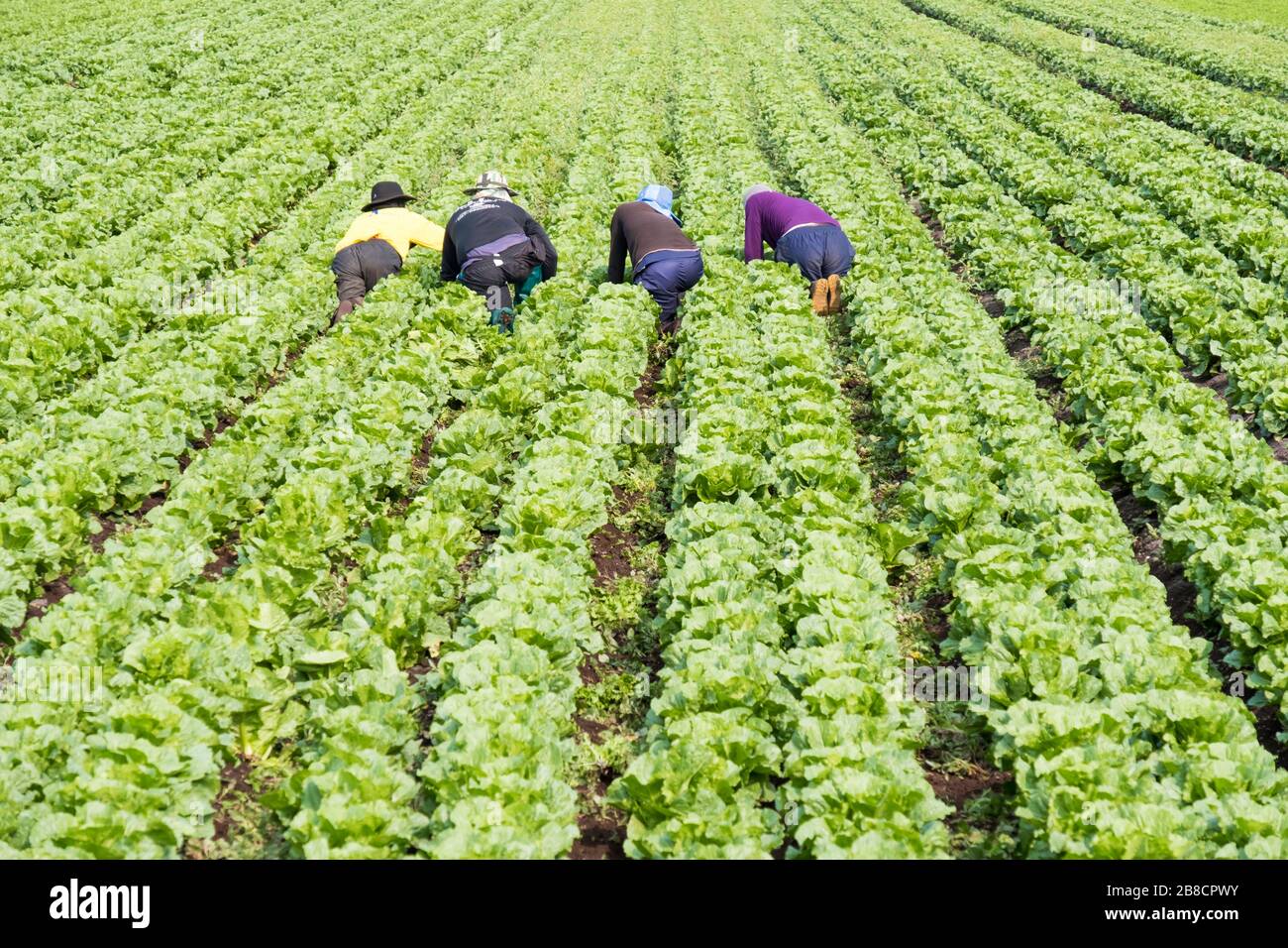 Commercial vegetable farming at Holland Marsh, near Bradford in Ontario