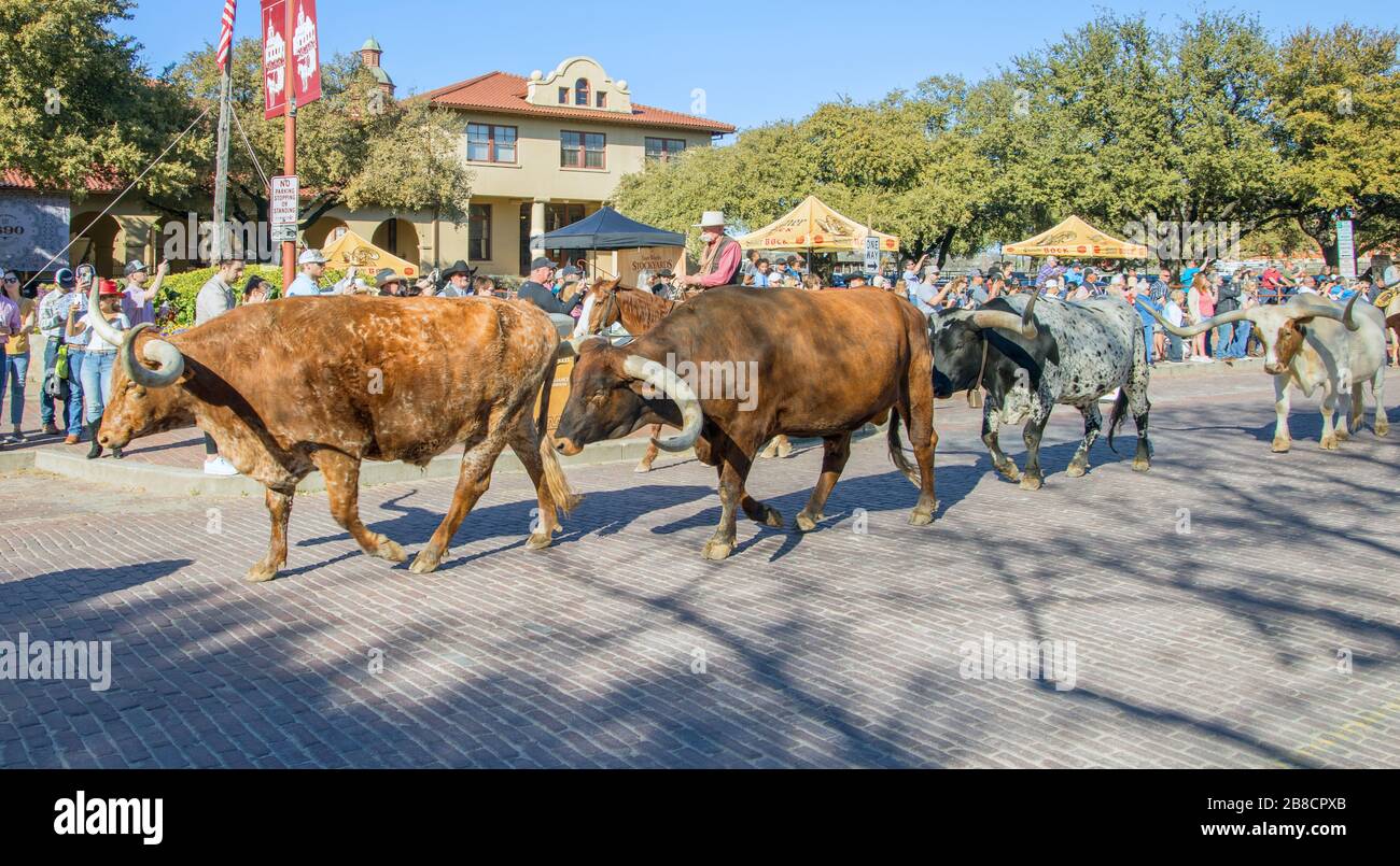 texas longhorn cattle and cowboys on a cattle drive at the stockyards ...