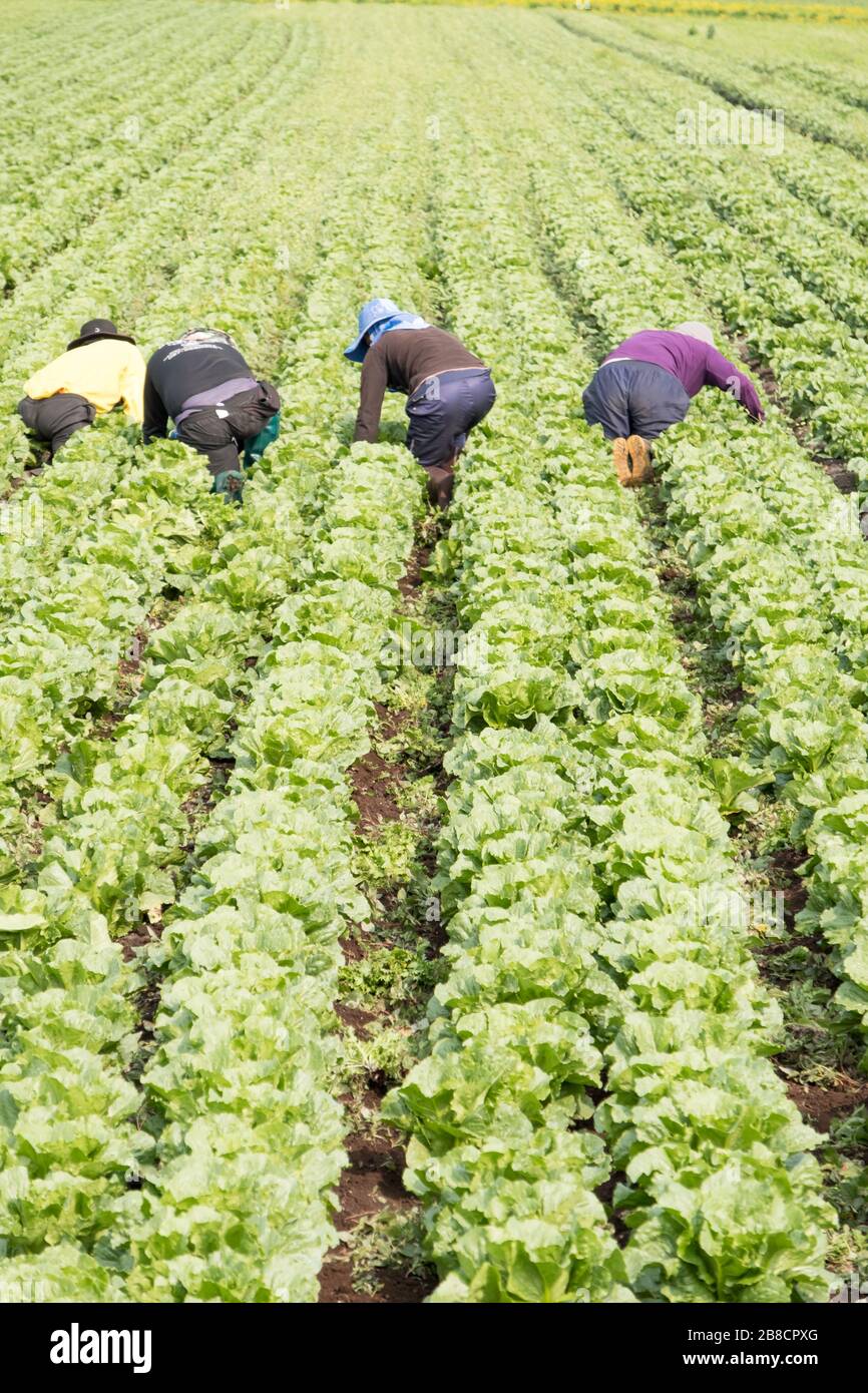 Commercial vegetable farming at Holland Marsh, near Bradford in Ontario