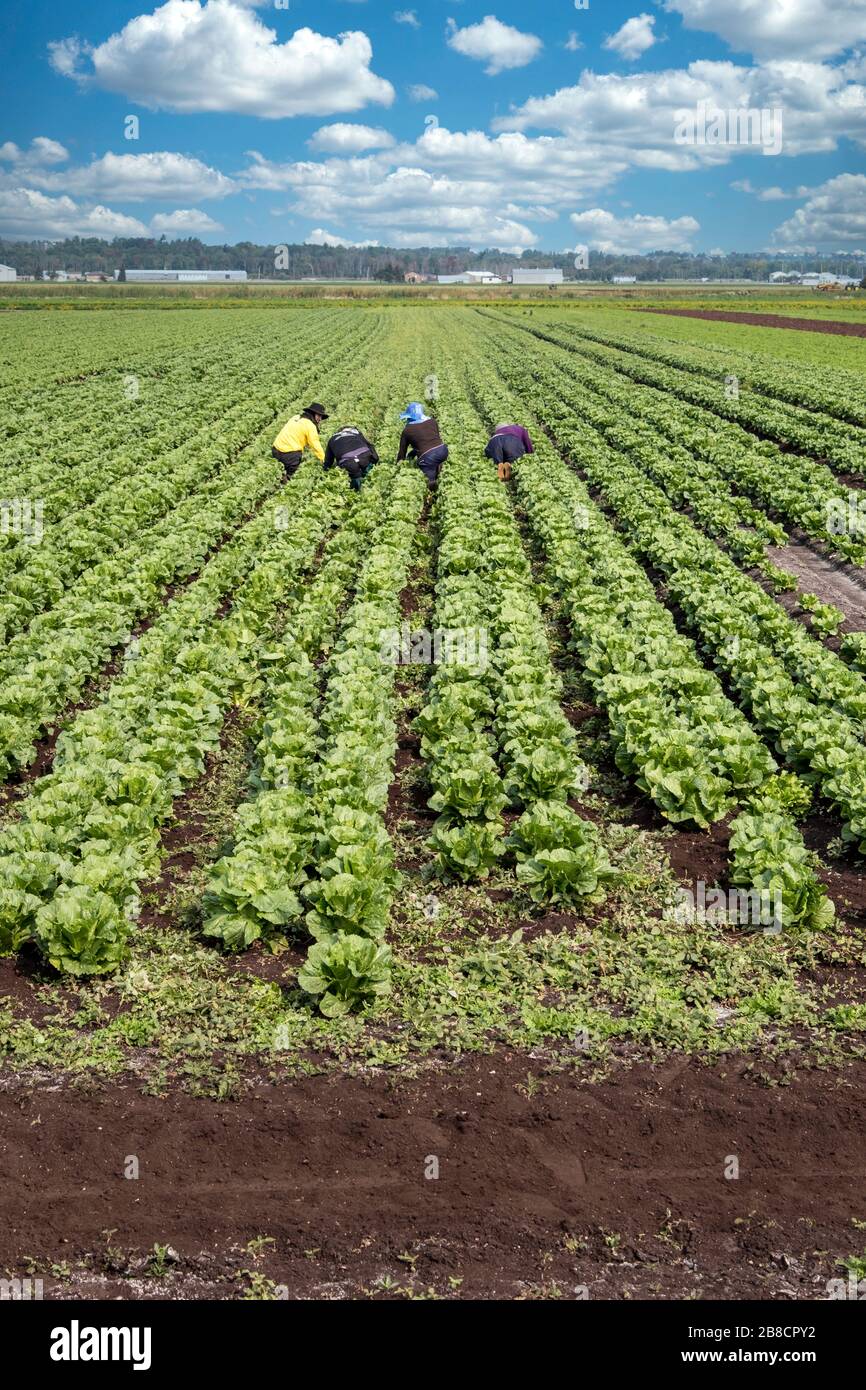 Commercial vegetable farming at Holland Marsh, near Bradford in Ontario