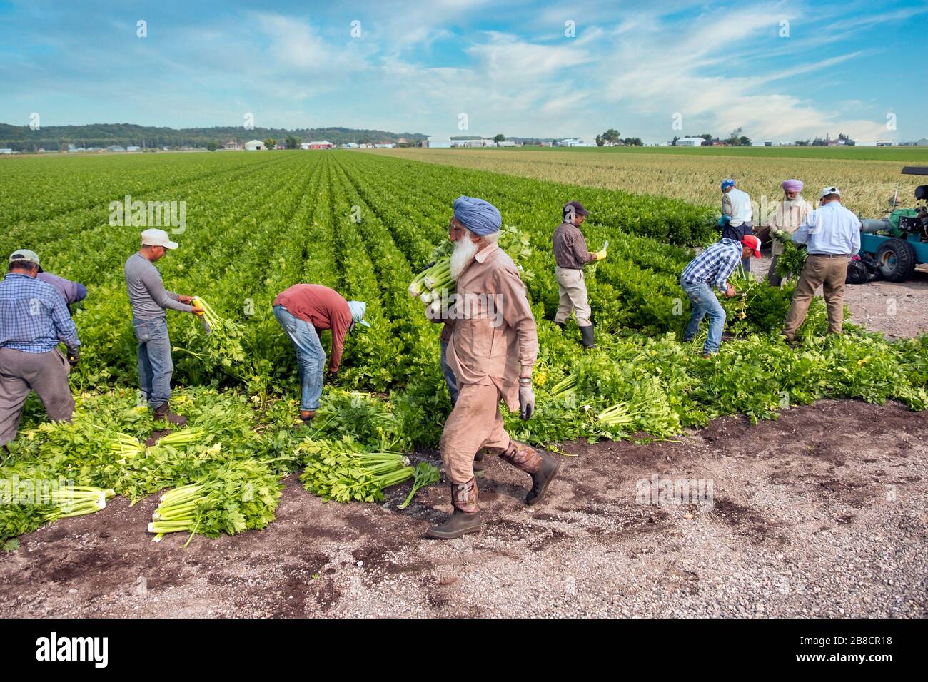 Commercial vegetable farming at Holland Marsh, near Bradford in Ontario