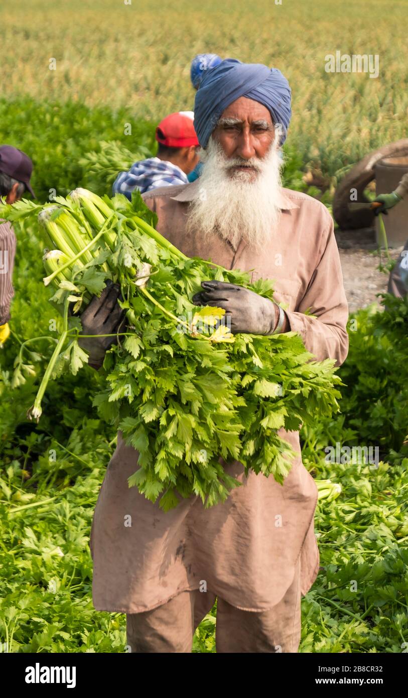 Commercial vegetable farming at Holland Marsh, near Bradford in Ontario