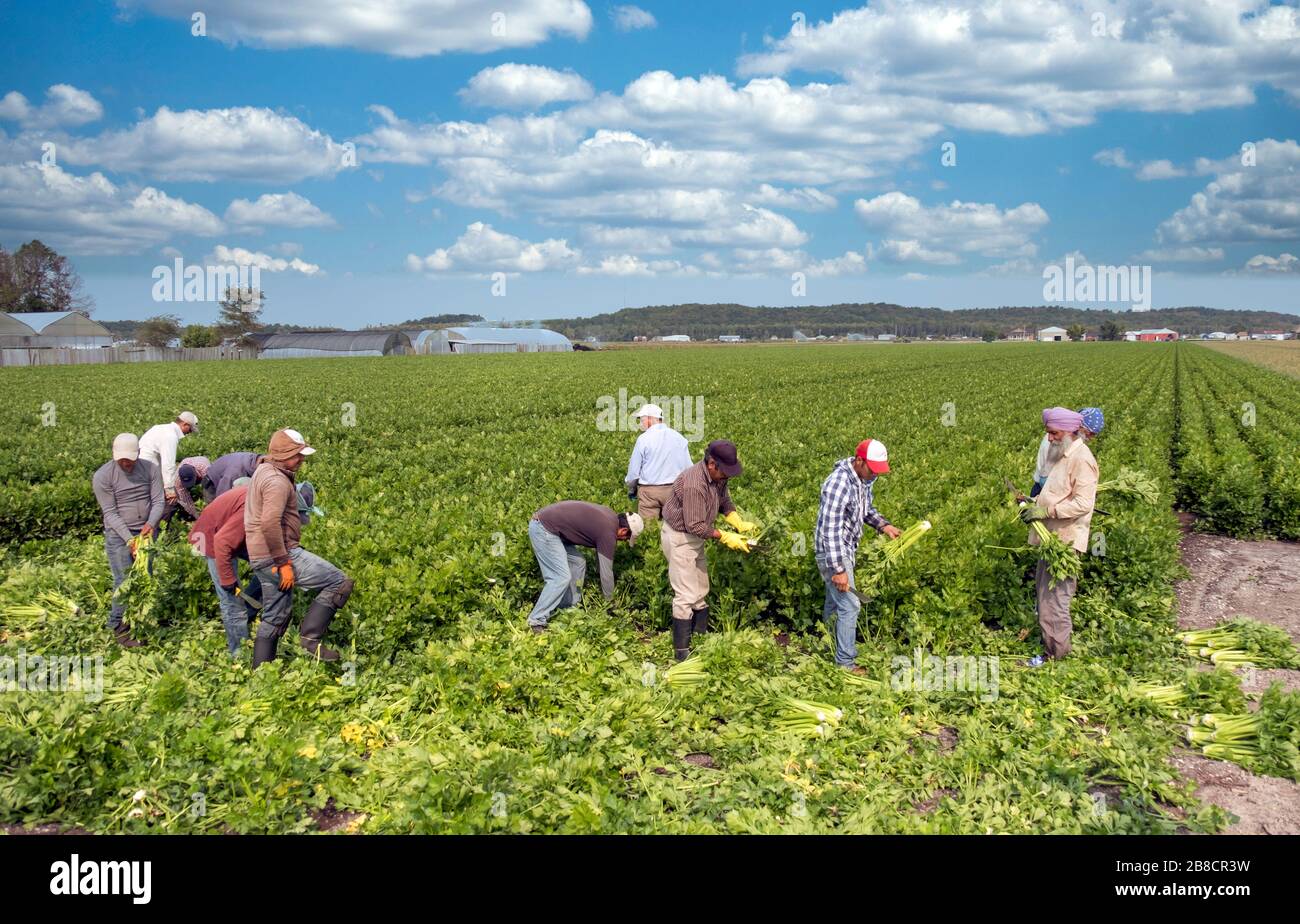 Commercial vegetable farming at Holland Marsh, near Bradford in Ontario