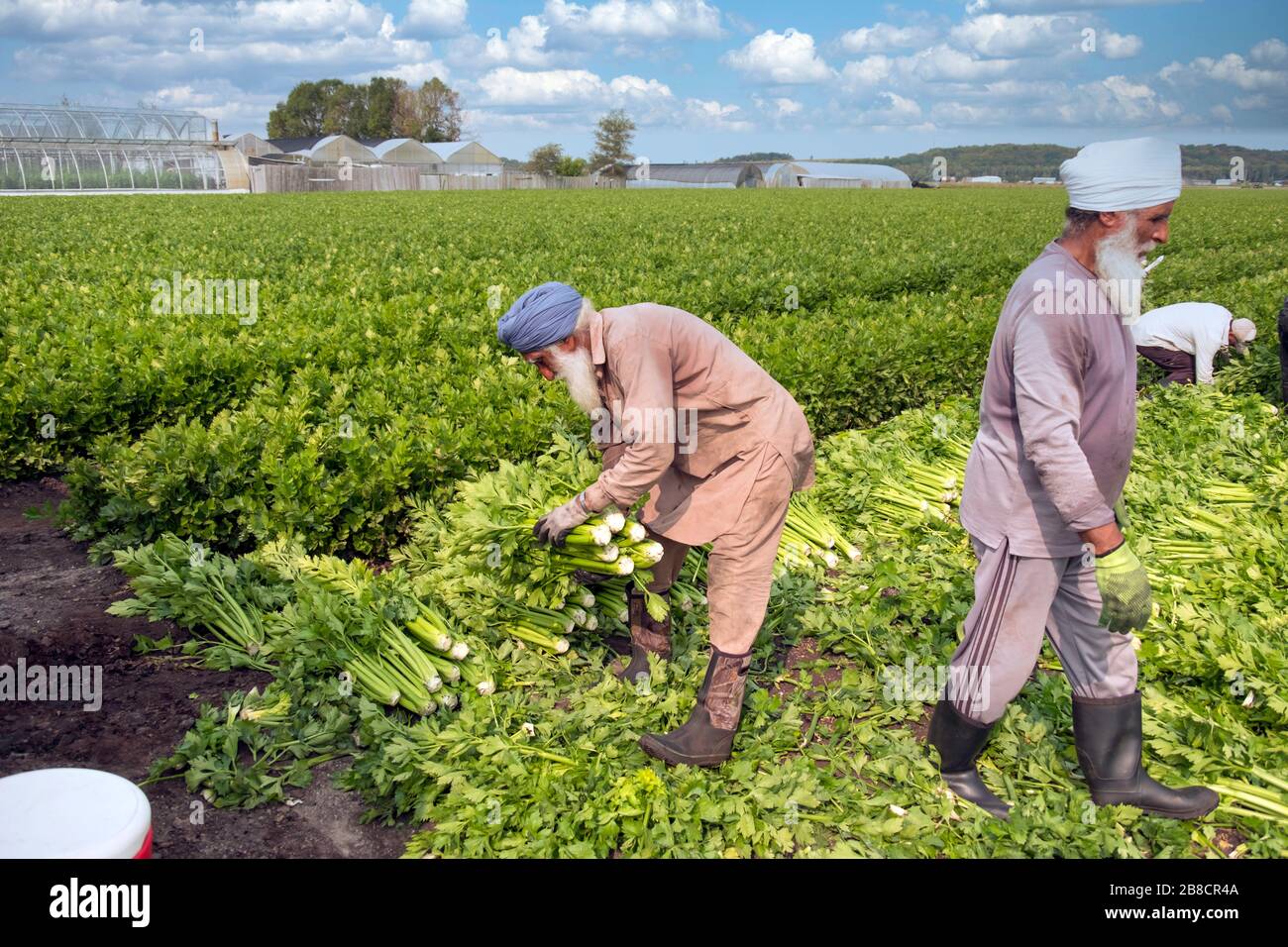 Commercial vegetable farming at Holland Marsh, near Bradford in Ontario
