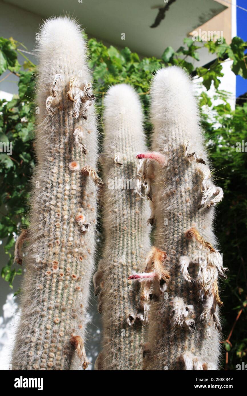Kaktus cleistocactus strausii Stock Photo - Alamy