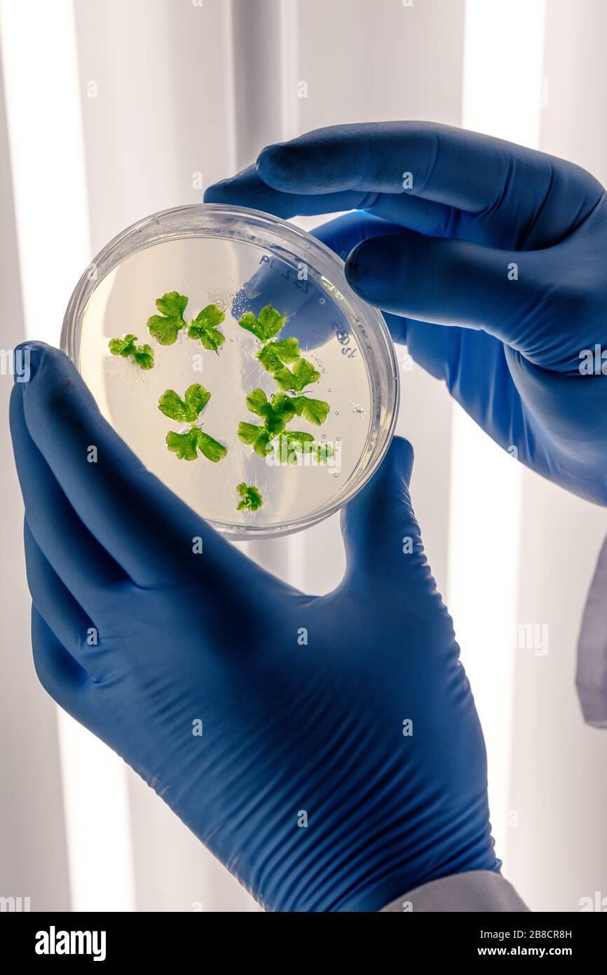 Scientific handling cultures in petri dishes in bioscience laboratory refrigerator. Concept of science, laboratory and study of diseases. Coronavirus Stock Photo