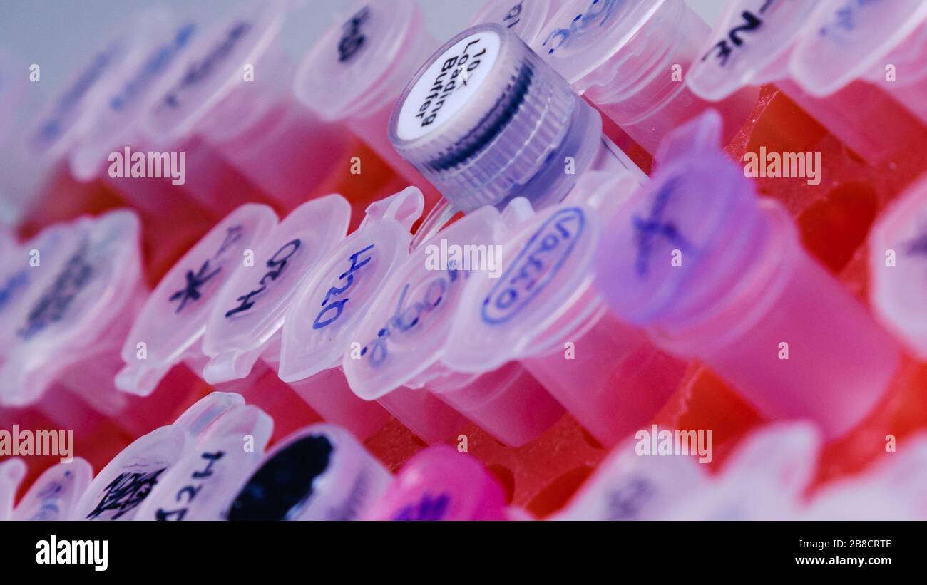 Laboratory rack with plastic tubes for DNA study. DNA gel-loading. Concept of science, laboratory and study of diseases. Coronavirus (COVID-19) treatm Stock Photo