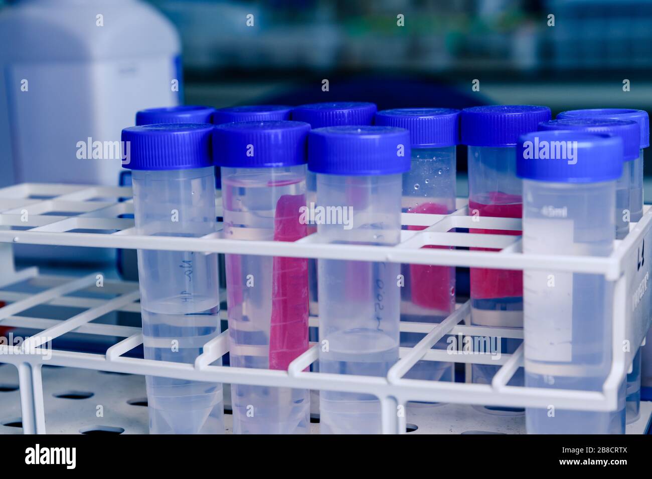 Laboratory test tubes in rack. Concept of science, laboratory and study