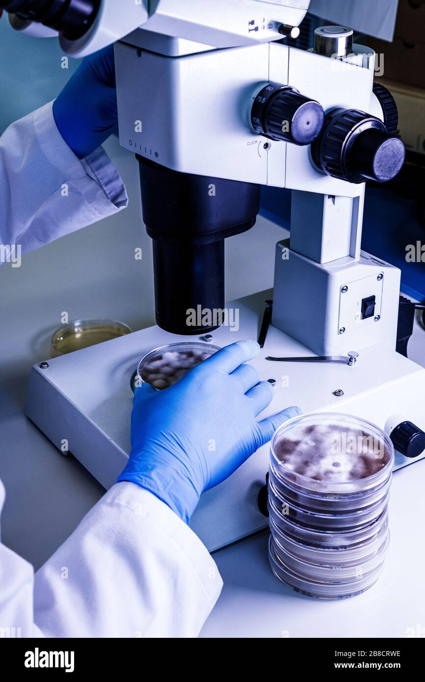 Stereomicroscope molecular hi-res stock photography and images - Alamy