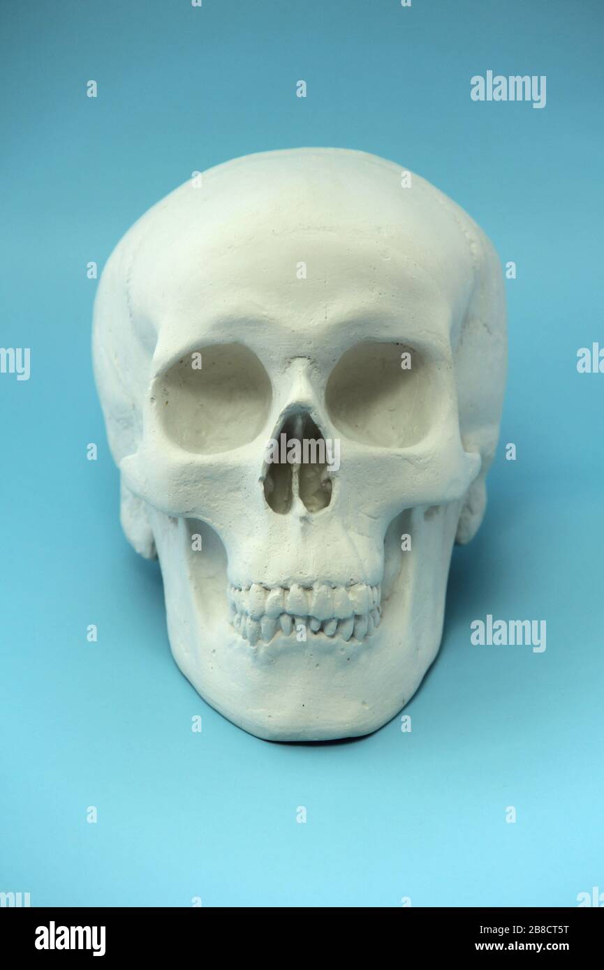 White human skull made of plaster on a blue background. The concept of health, medicine, life and death. Stock Photo