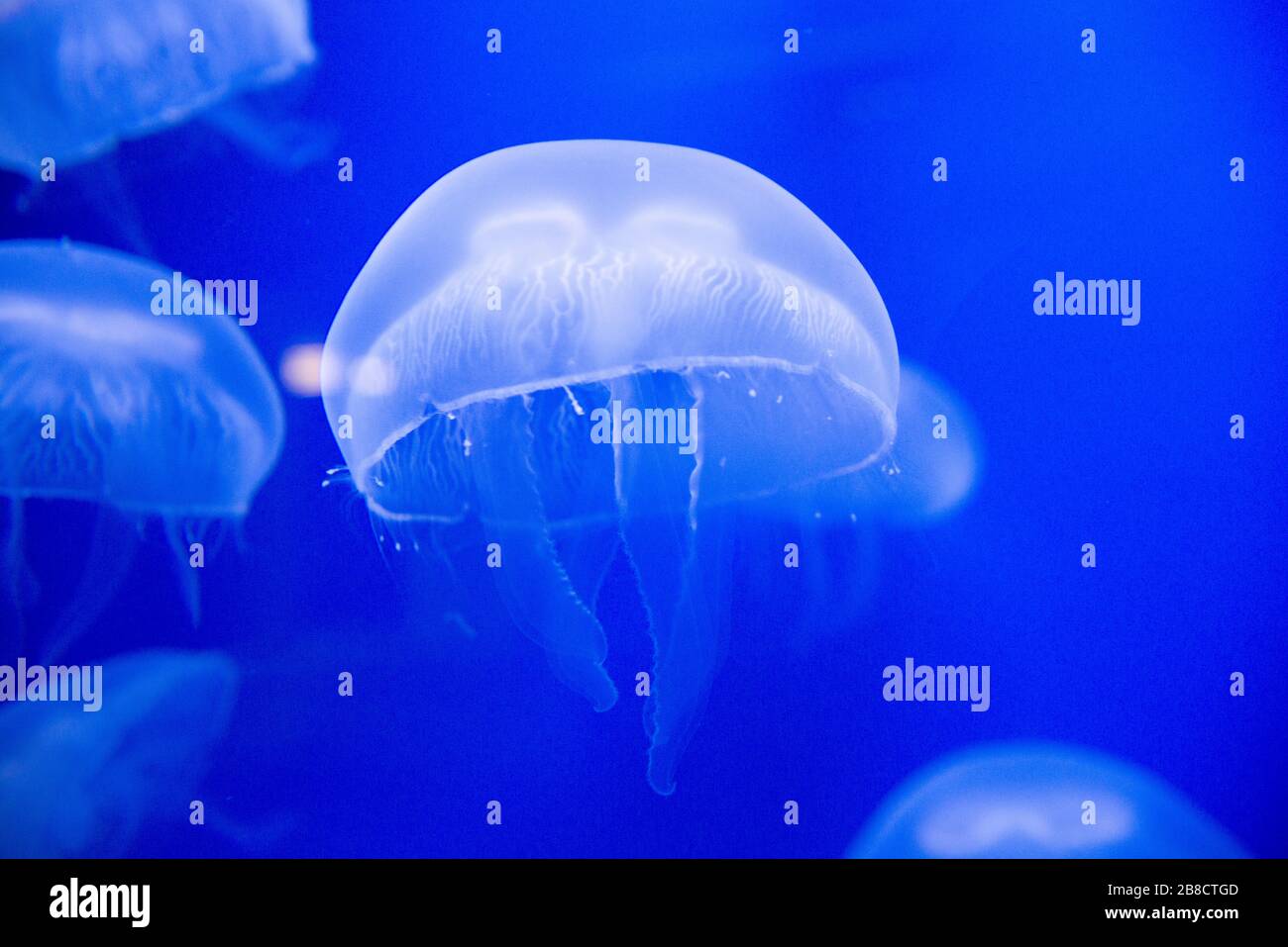 Moving jellyfish, Aurelia aurita, Aquarium Genoa, Liguria, Italy, Europe Stock Photo