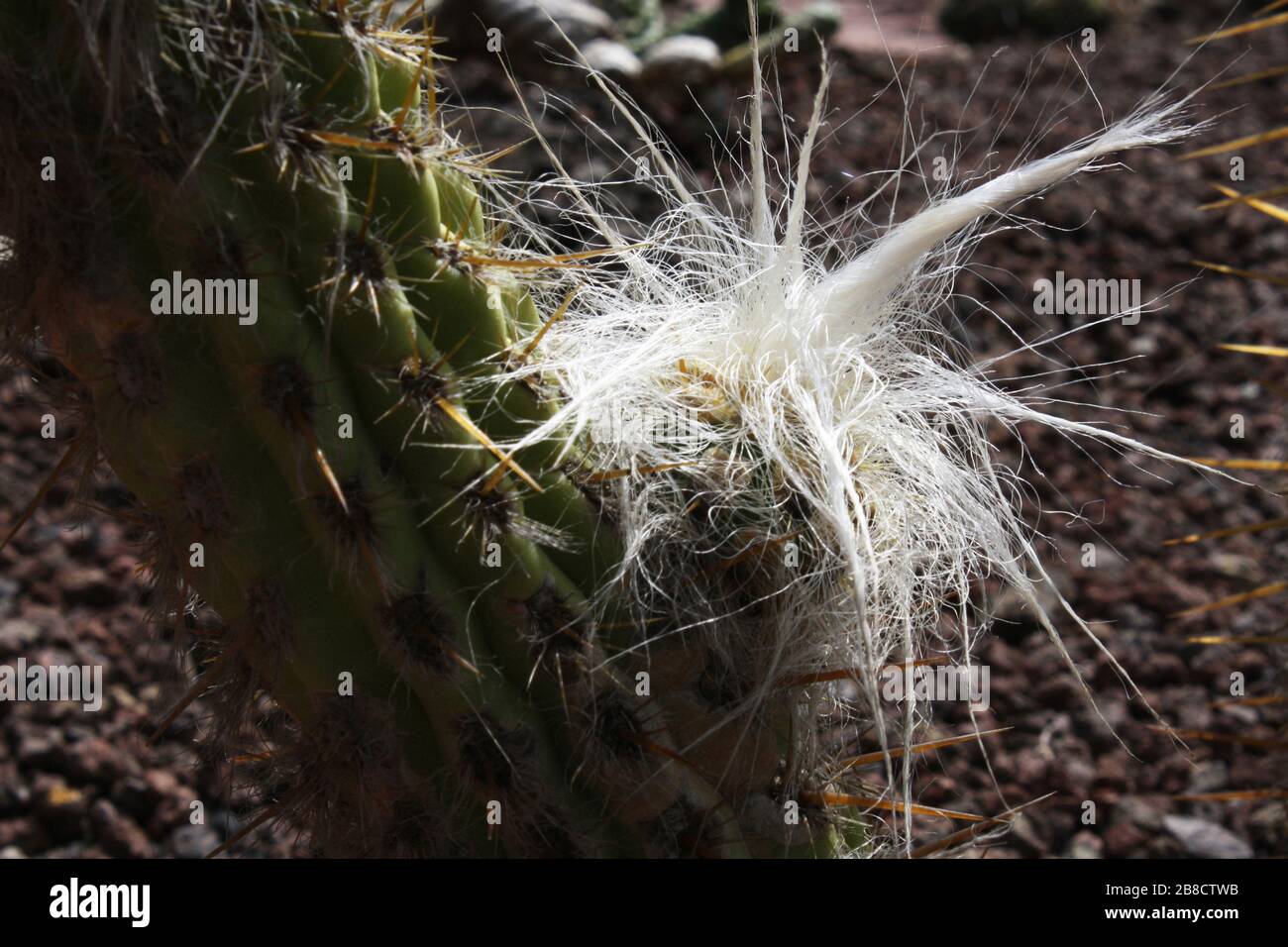 Cactus cephalocereus hi-res stock photography and images - Alamy